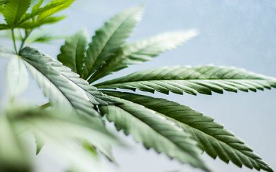 Comment se porte le marché du CBD en France ?