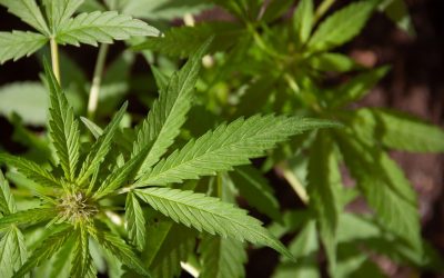 Livraison express de CBD dans le Nord