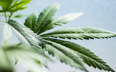 Ce qu’il faut savoir sur le CBD, l’extrait de cannabis le plus demandé