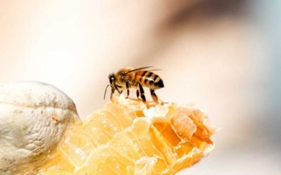 Qu’est-ce que la propolis en spray ?