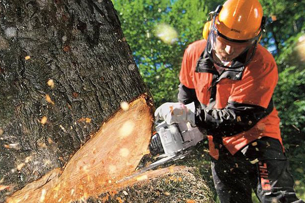 Recourir à un professionnel en abattage d’arbre